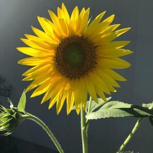 Meet your Posher, Judy